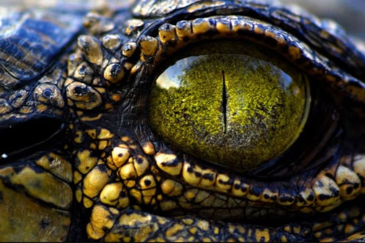 Why Crocodile Tears Are False