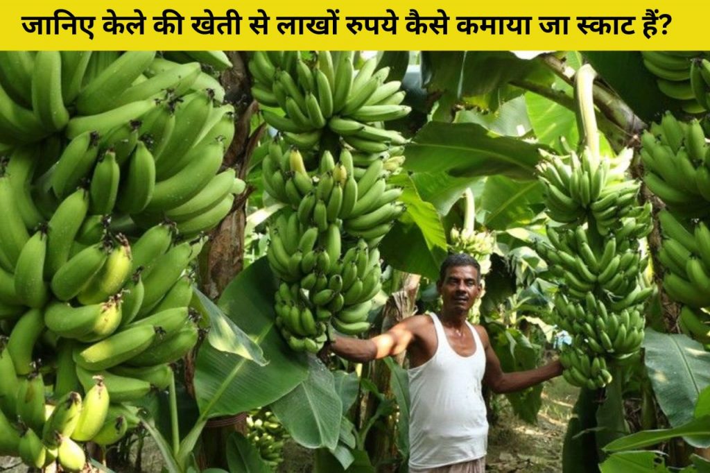 Banana Business Idea