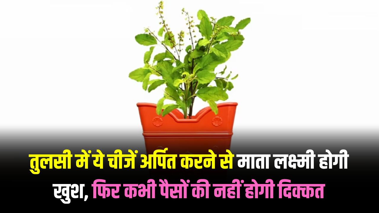 Tulsi Remedies