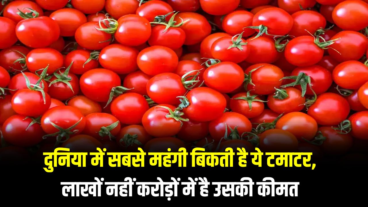 Most Expensive Tomato