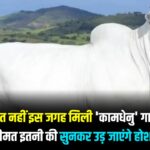 World Most Expensive Cow