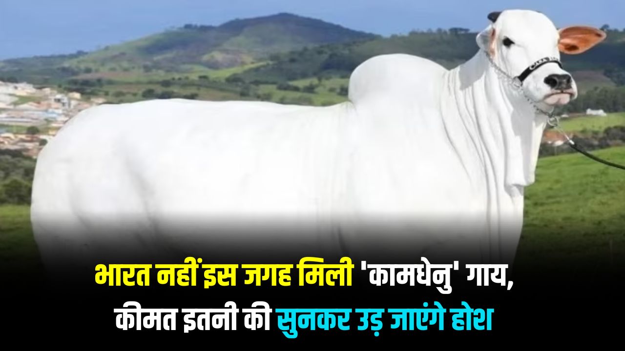 World Most Expensive Cow